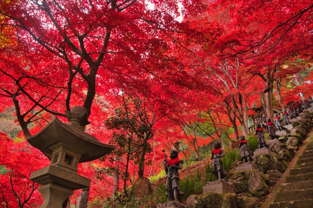 大山寺の紅葉